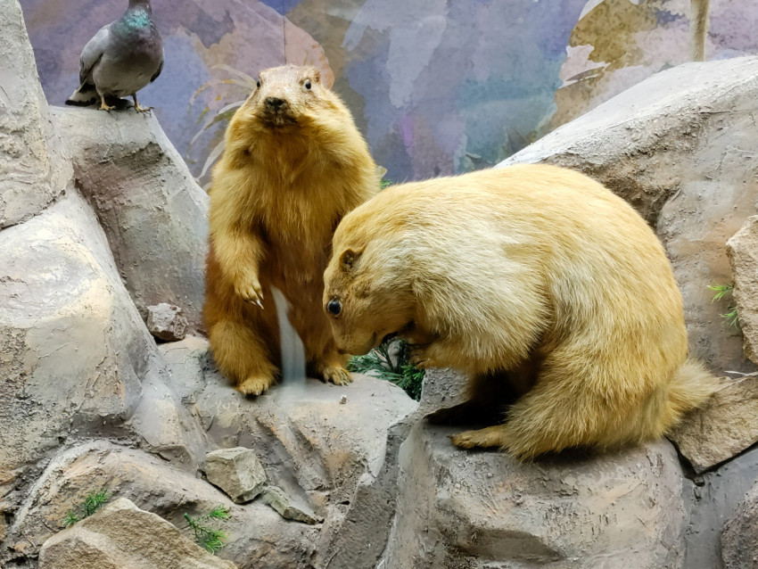 Чучела сурков на скалистом рельефе в музейной экспозиции