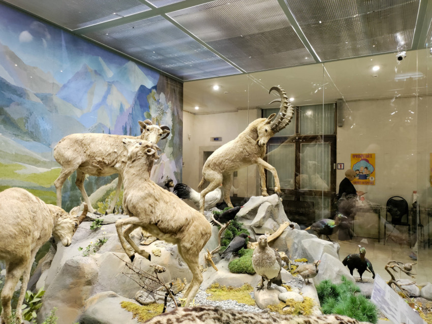 Панорамная музейная диорама с горными копытными и птицами