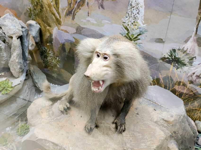 Чучело павиана с открытой пастью в музейной витрине