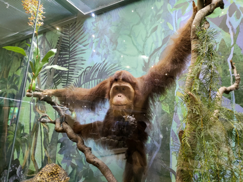 Чучело орангутана на ветвях в музейной экспозиции