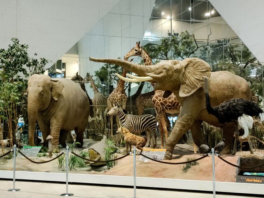 Панорамная музейная диорама с африканскими животными