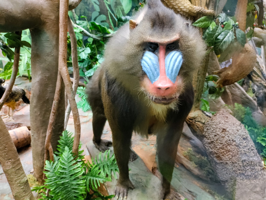 Чучело мандрила в диораме тропического леса