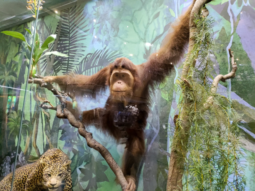 Чучело орангутана с раскинутыми руками в тропической диораме