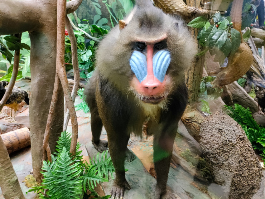 Чучело мандрила в музейной экспозиции тропического леса