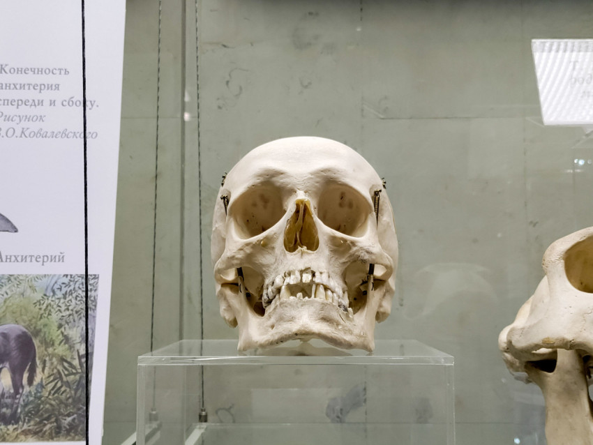 Человеческий череп в антропологической музейной экспозиции