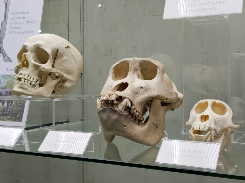 Черепа приматов и человека в сравнительной антропологической экспозиции