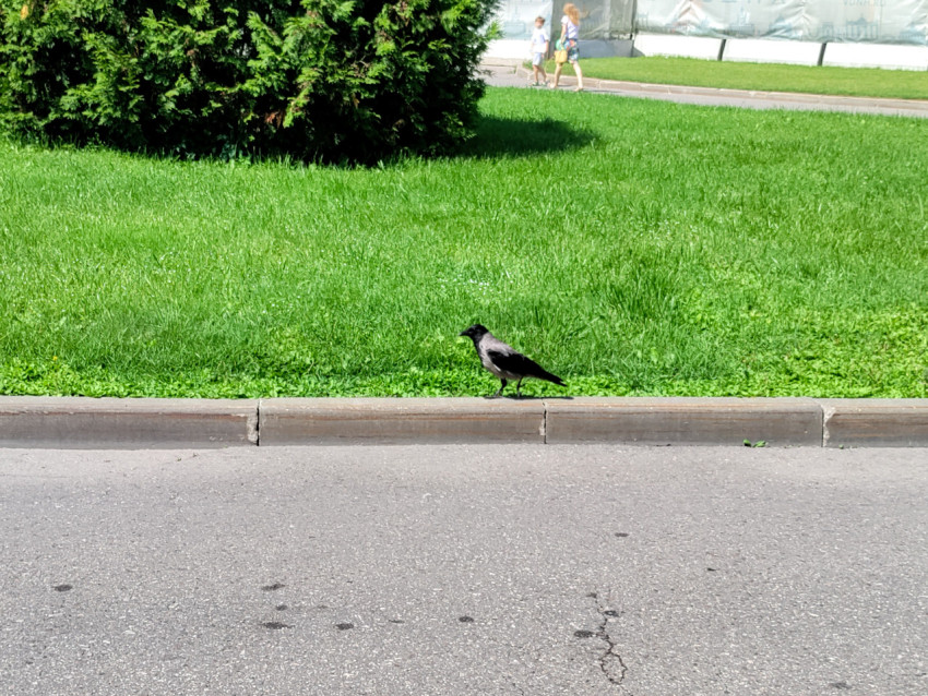 Ворона на бордюре у пешеходной дорожки