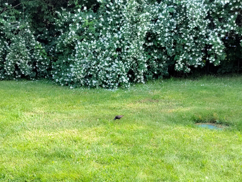 Птица на зелёном газоне перед цветущими кустами