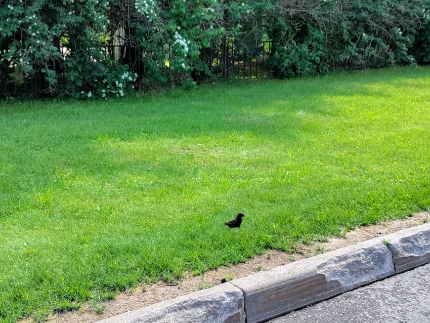 Птица на газоне у кустарниковой изгороди