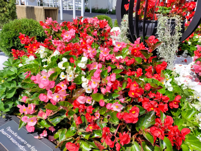 Цветочная композиция с бегониями в выставочном пространстве ВДНХ