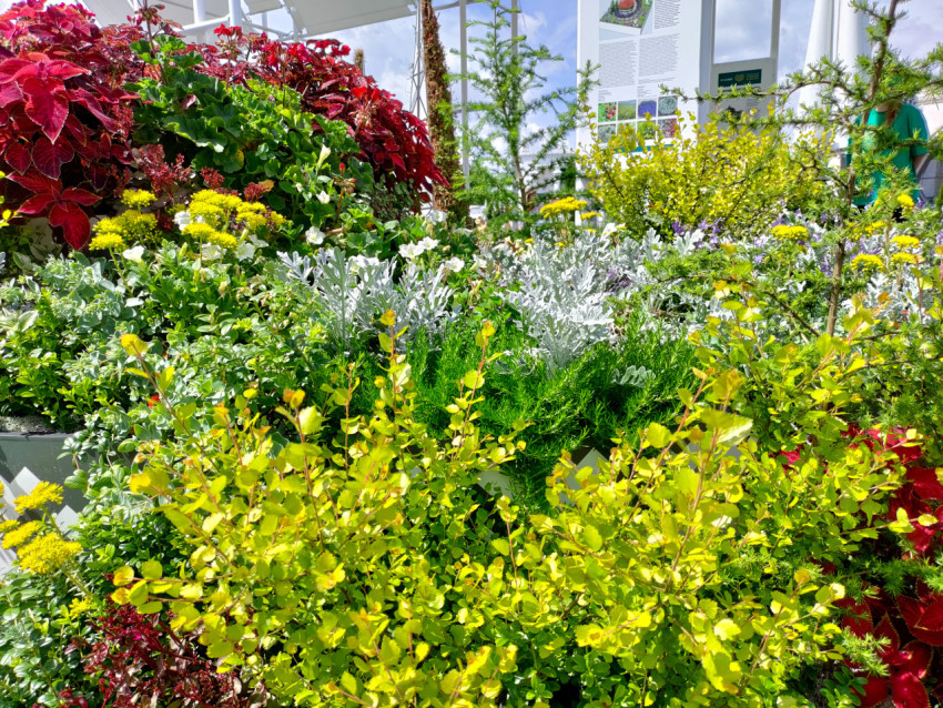 Декоративные растения в ландшафтной экспозиции ВДНХ