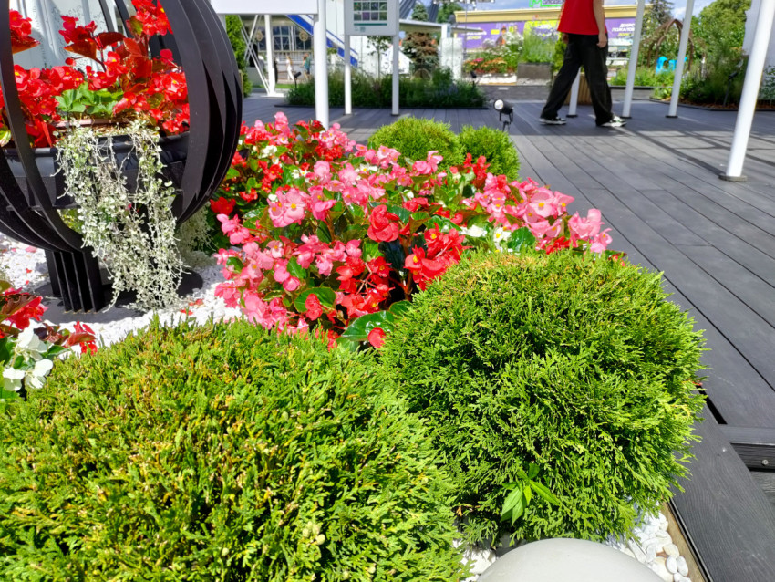 Цветники и хвойные формы в ландшафтной экспозиции ВДНХ