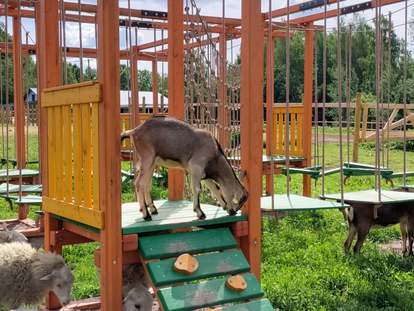 Коза с ушной биркой на деревянной игровой конструкции с верёвочными элементами