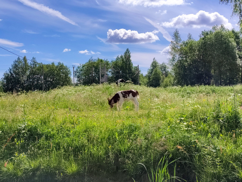 Теленок пасётся на луговом пастбище под голубым небом с облаками