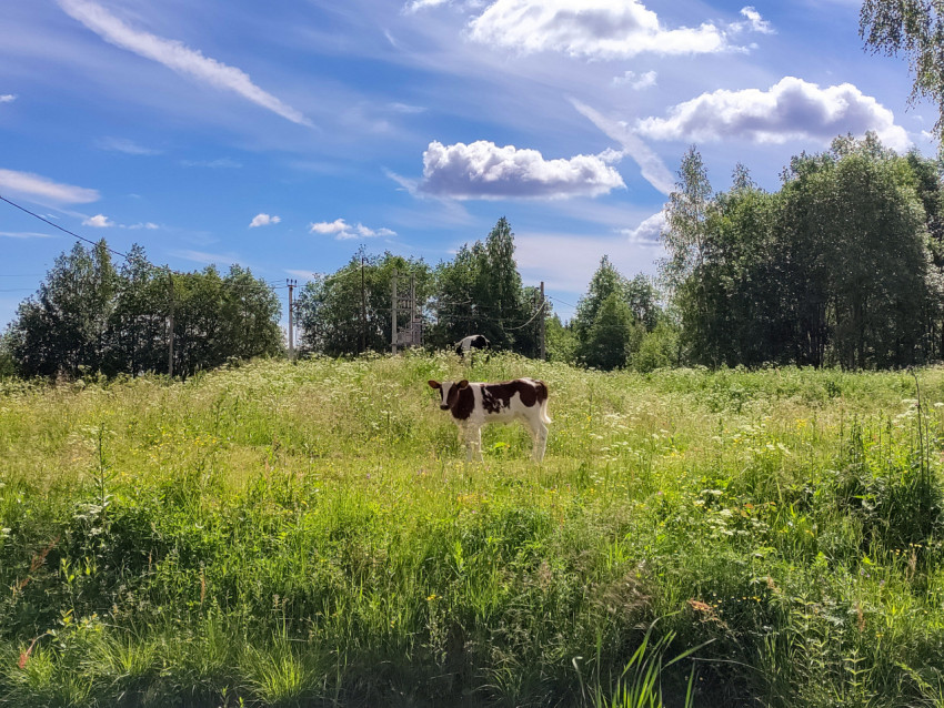 Теленок на лугу на фоне леса и линии электропередачи, широкий план