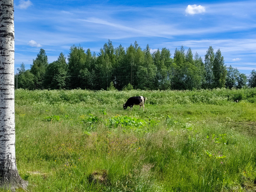 Корова пасется на лугу у березовой рощи под голубым небом