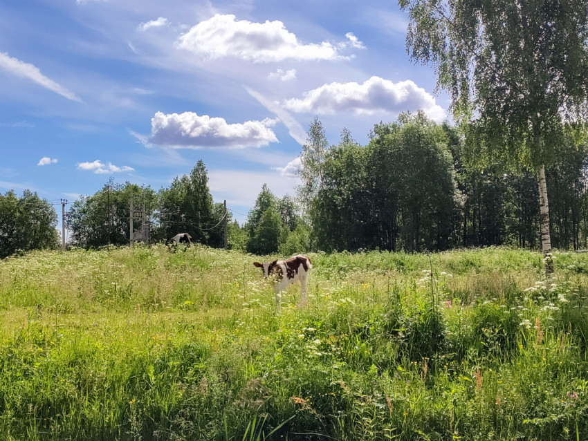 Теленок на луговом пастбище у линии электропередачи под облачным небом
