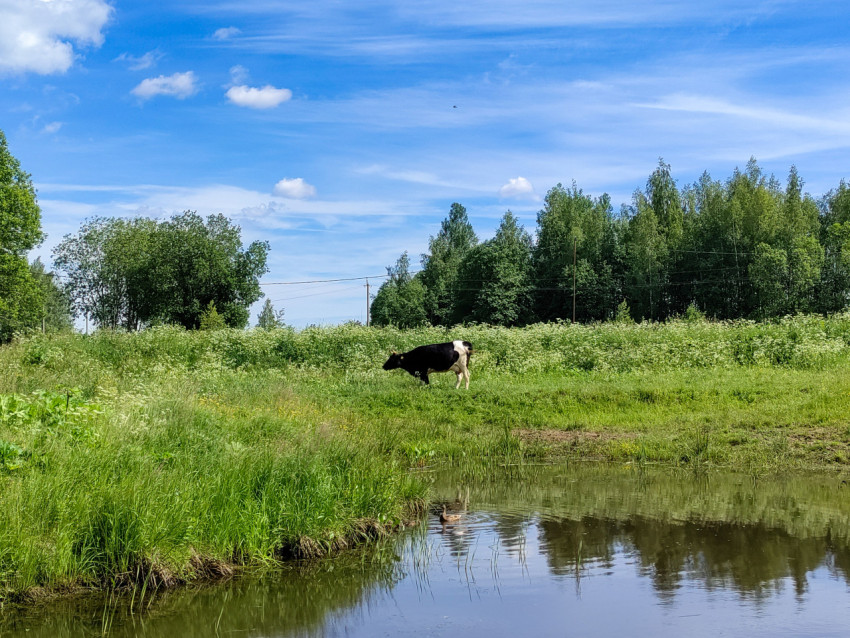 Корова на пастбище у берега пруда с отражением неба и деревьев