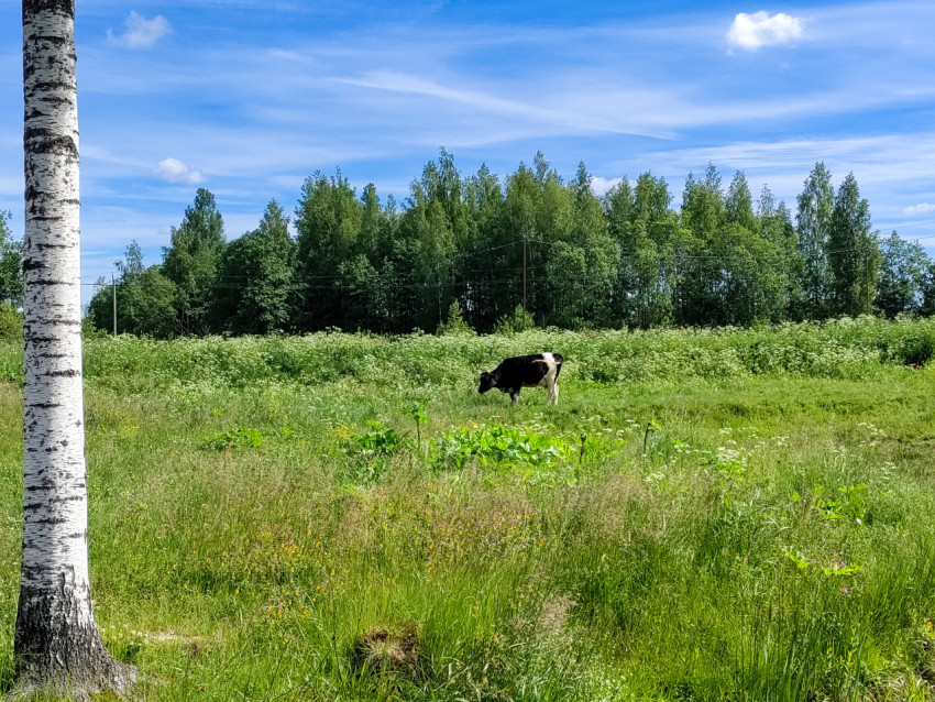Пасущаяся корова на широком лугу с лесной кромкой и облаками
