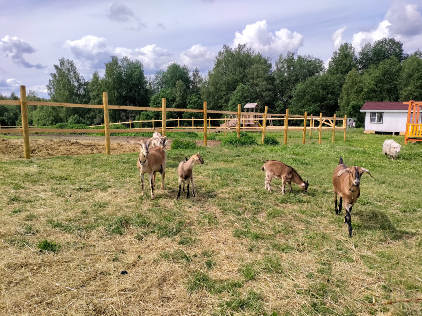 Группа коз пасётся на лугу у деревянных ограждений фермерского парка