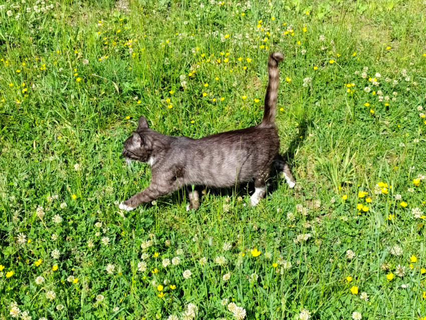 Серая кошка идет по зеленому лугу с полевыми цветами