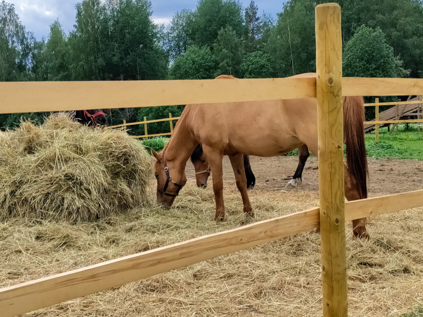 Лошадь у стога сена в загоне за деревянным забором