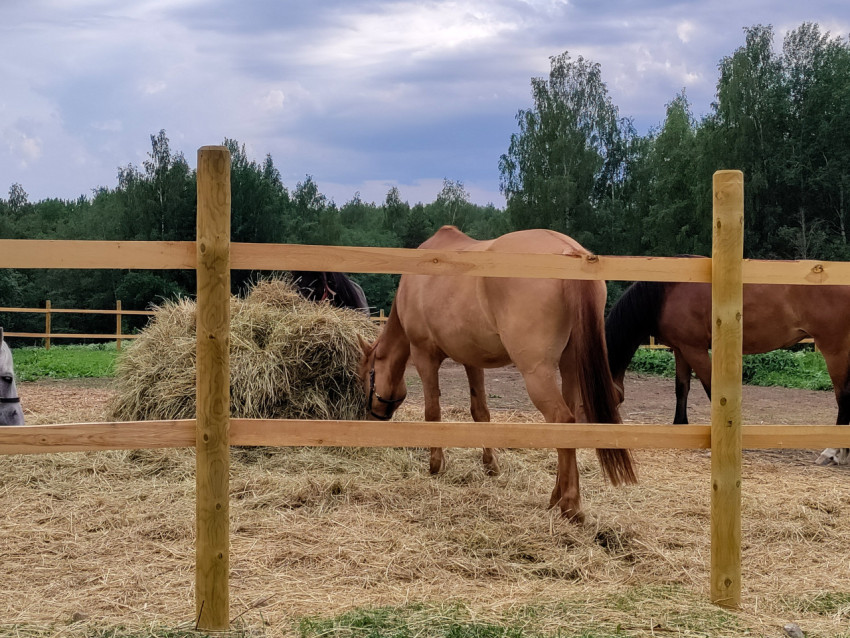 Рыжая лошадь у сена в загоне с деревянным ограждением