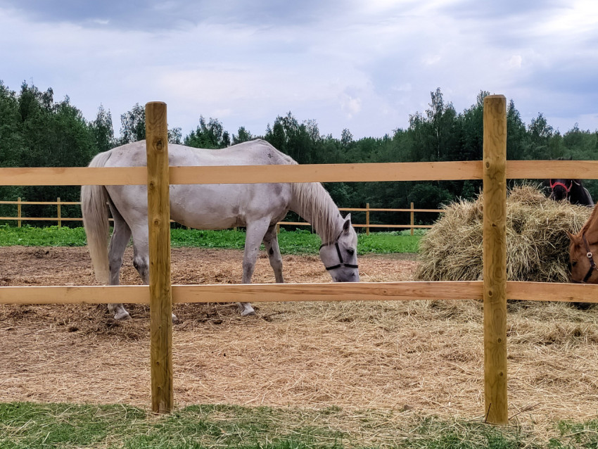Белая лошадь в недоуздке у стога сена за деревянным забором