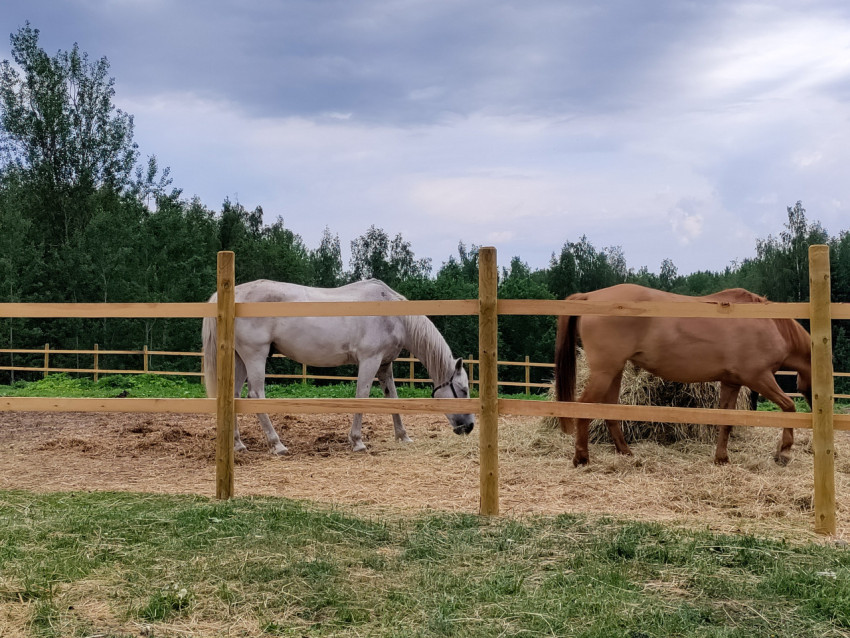 Белая и рыжая лошади у корма в загоне за деревянным забором