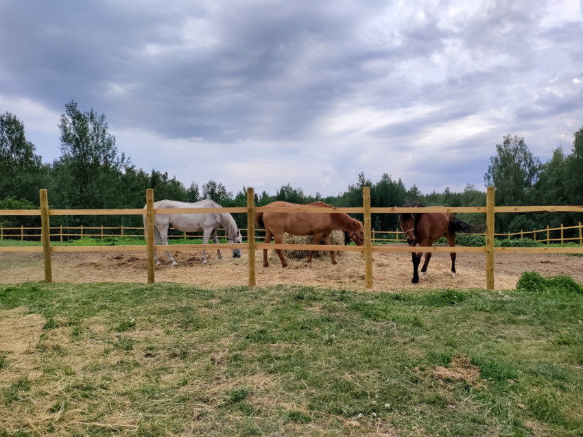 Лошади в загоне за деревянным забором на фоне леса
