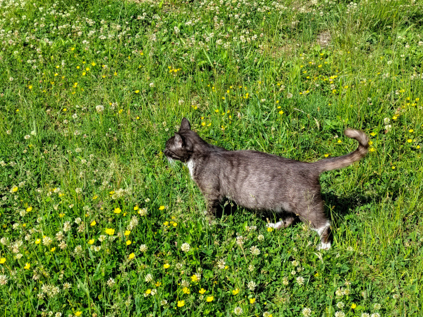 Домашняя кошка стоит в высокой траве на цветущем лугу