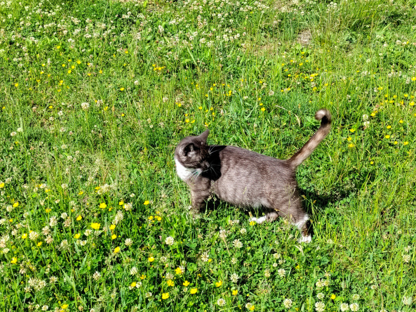 Кошка на лугу оглядывается среди клевера и желтых цветов