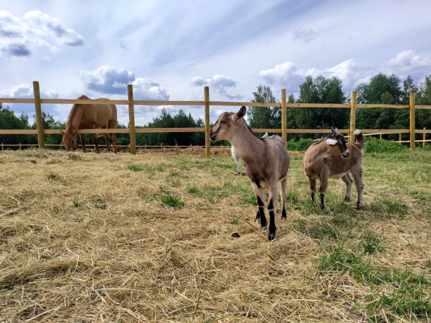 Две козы и козленок на выгуле, лошадь за ограждением