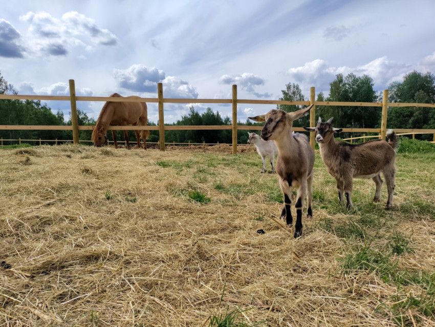 Козы у деревянного забора и лошадь на пастбище