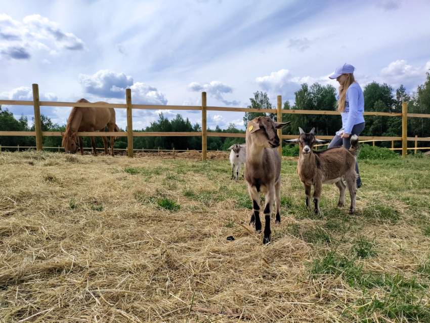 Девушка рядом с козами на пастбище, лошадь на заднем плане