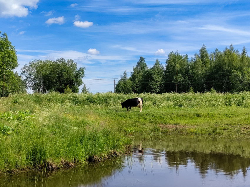 Пасущаяся корова на лугу у водоёма с уткой на переднем плане
