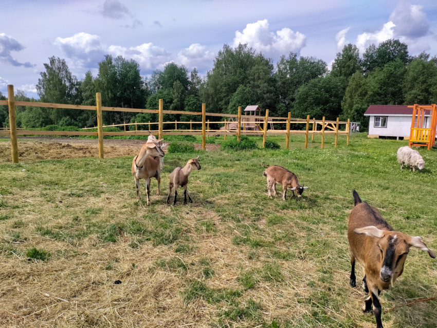Коза в переднем плане и другие козы на пастбище фермерского парка