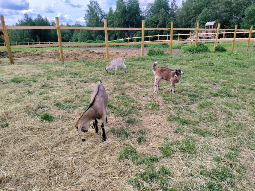 Три козы пасутся в огороженном загоне на ферме