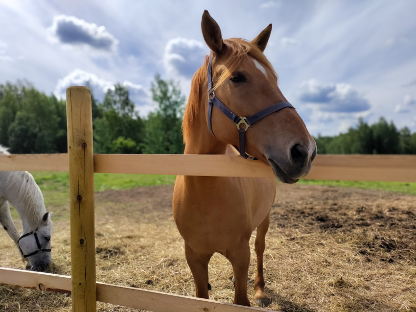 Портрет рыжей лошади у деревянного забора на фоне облачного неба