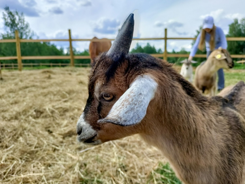 Крупный план головы козы на фермерском пастбище
