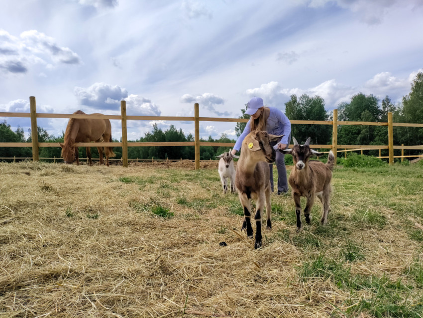 Девушка гладит козу на фермерском выгуле