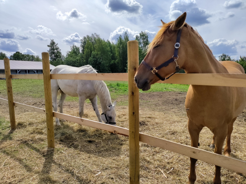 Белая лошадь пасётся в загоне рядом с рыжей лошадью у ограждения