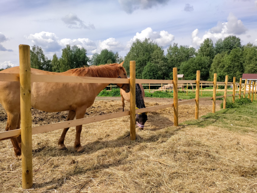 Лошади в деревянном паддоке на подстилке из сена в летний день