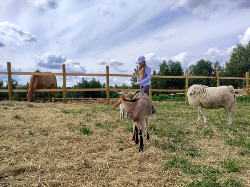 Девушка наблюдает за козами и овцой на ферме