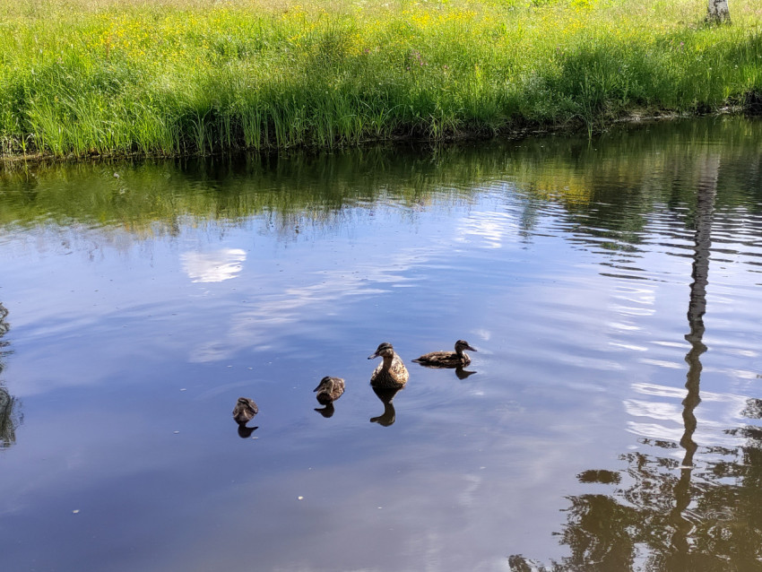 Утка и утята на пруду с отражением неба и береговой травы