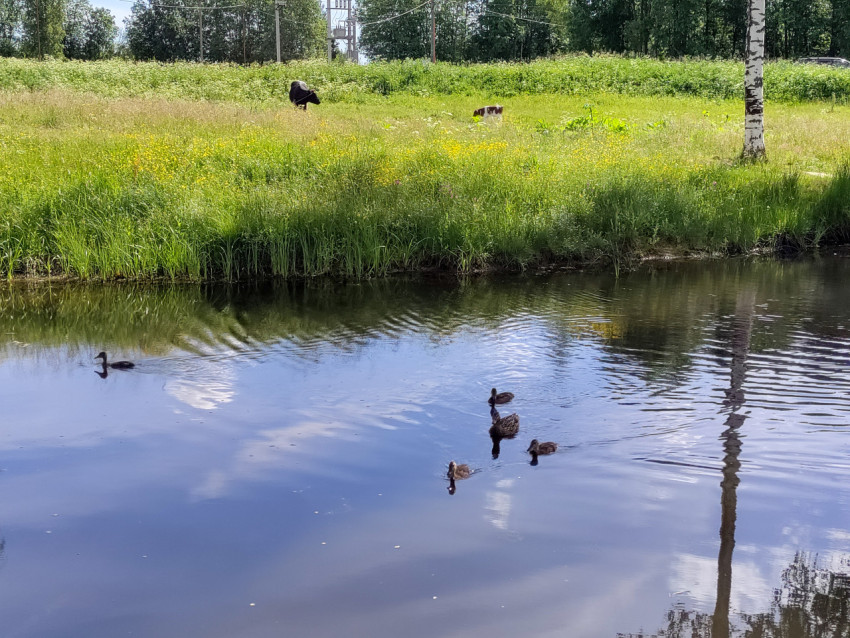 Утка с утятами плывет по пруду у травянистого берега