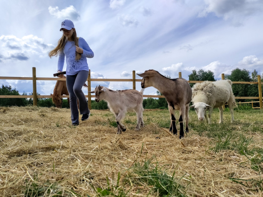 Девочка среди коз и овцы в огороженном загоне фермы