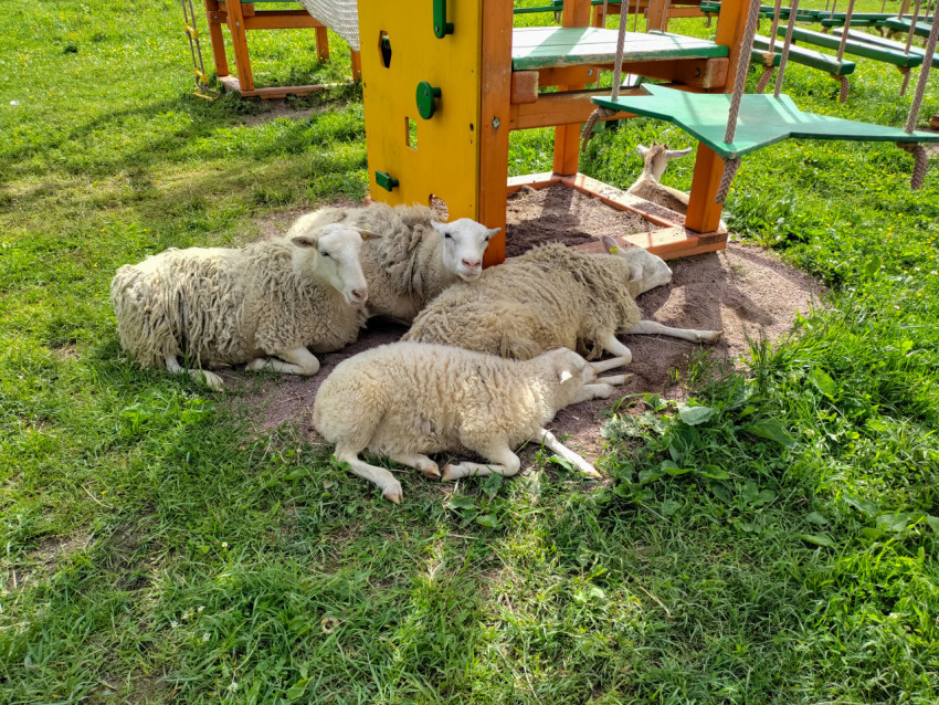 Овцы отдыхают в тени под детским игровым комплексом на ферме