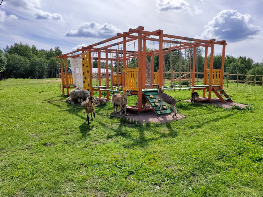 Коза поднимается на пандус верёвочного комплекса на пастбище среди овец