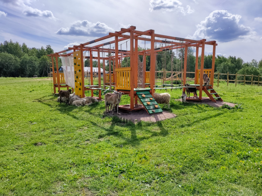 Деревянный верёвочный комплекс на поле с козами и овцами возле конструкции
